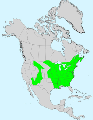 North America species range map for Cutleaf Coneflower, Rudbeckia laciniata: Click image for full size map.